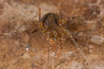 Media type: image; Invertebrate Zoology 138109